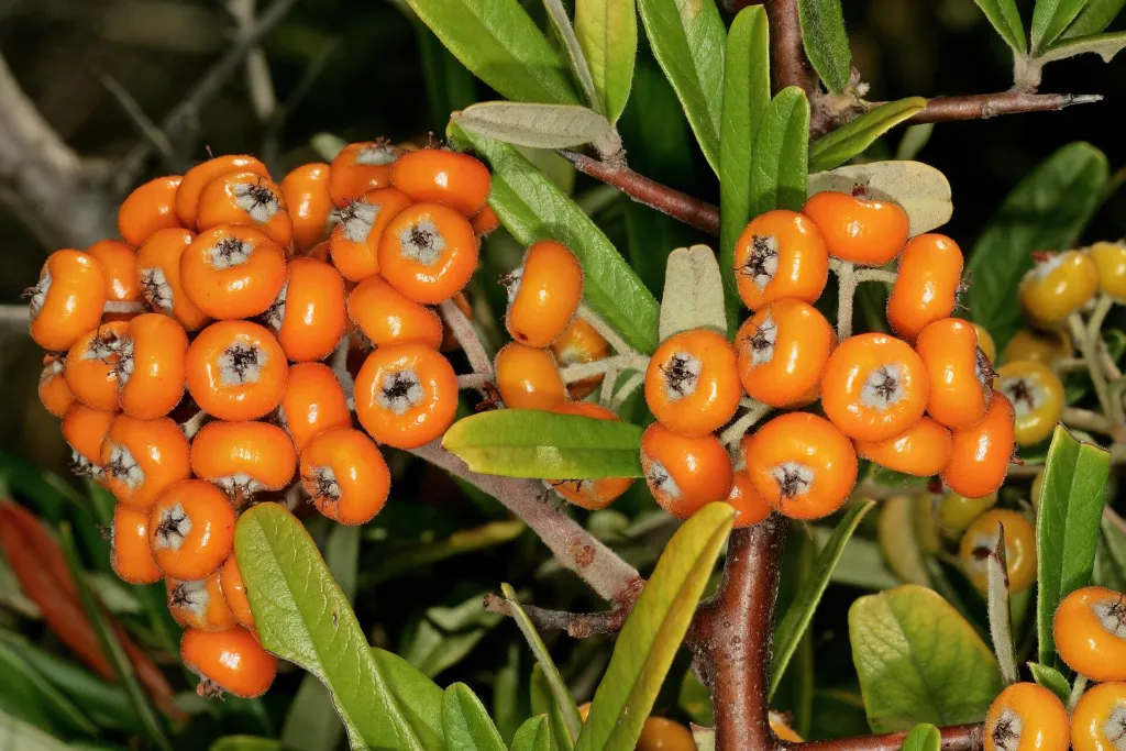 Pyracantha angustifolia – fruit in close-up, plant photo