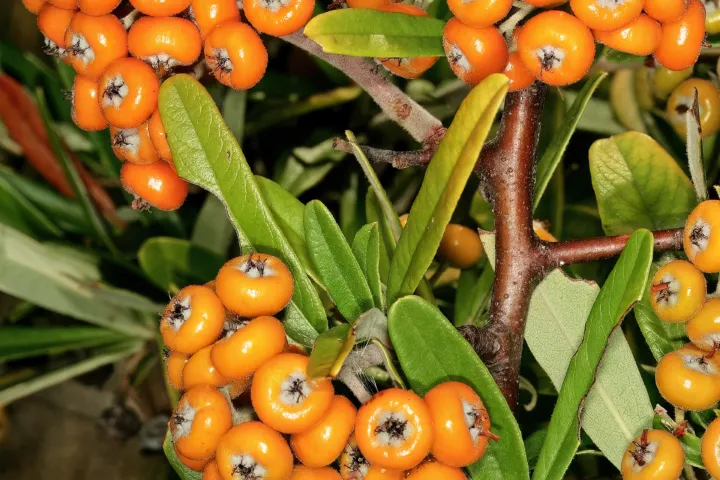 Pyracantha angustifolia