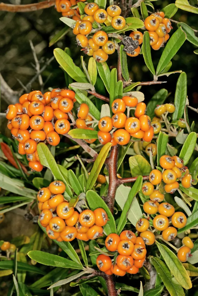 Pyracantha angustifolia – fruit in close-up, plant photo
