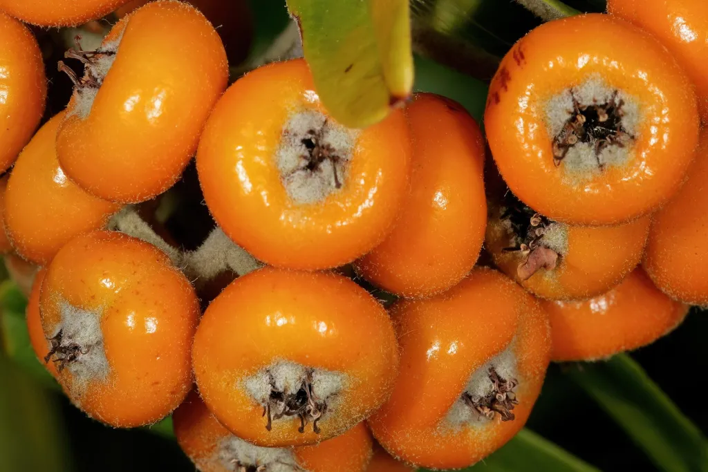 Pyracantha angustifolia – fruit in close-up, plant photo