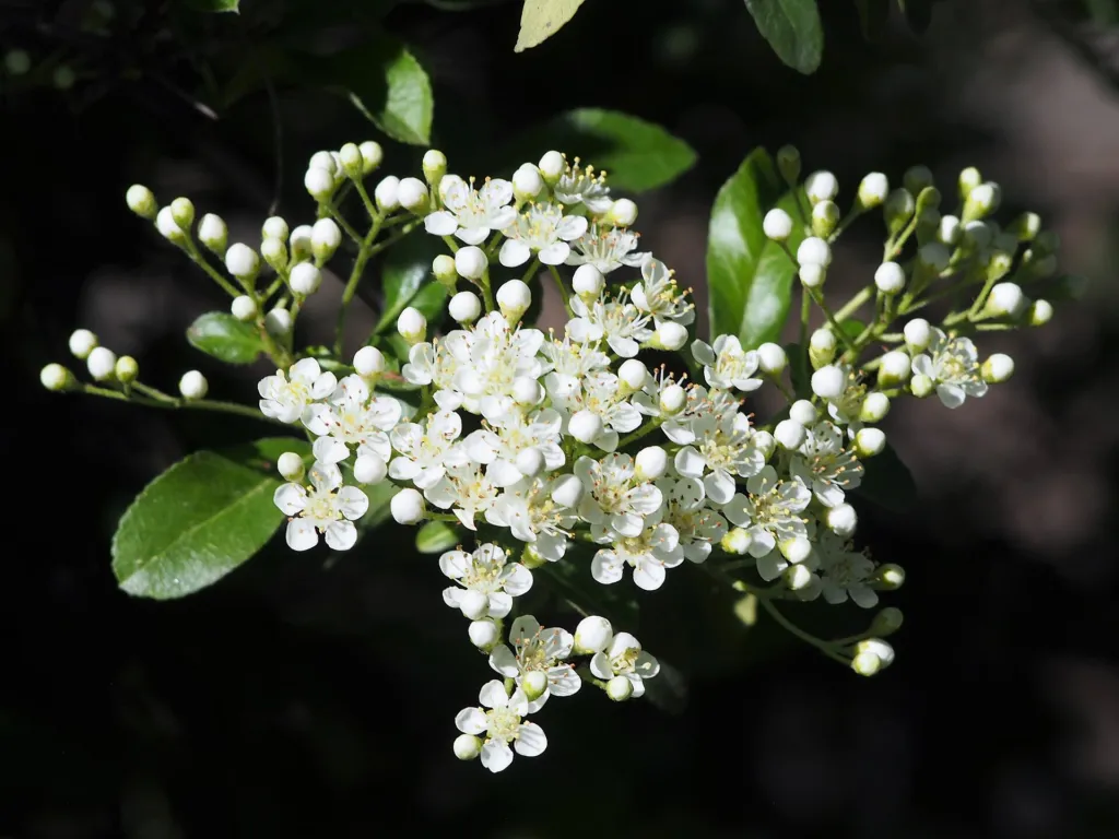 Ognik szkarłatny (Pyracantha coccinea) – flowers in close-up, plant photo