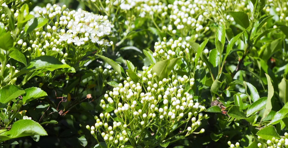 Firethorn (Pyracantha coccinea) – plant photo