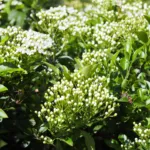 Firethorn (Pyracantha coccinea) – plant photo