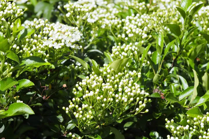 Pyracantha coccinea