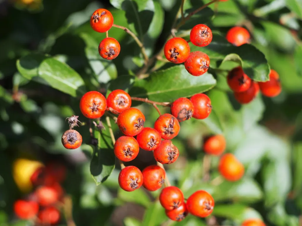 Ognik szkarłatny (Pyracantha coccinea) – fruit in close-up, plant photo