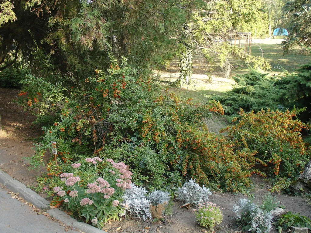 Ognik szkarłatny (Pyracantha coccinea) – in a garden setting, plant photo
