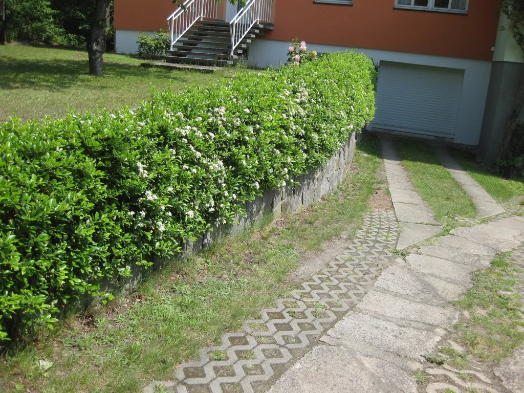 Ognik szkarłatny (Pyracantha coccinea) – characteristic appearance, plant photo