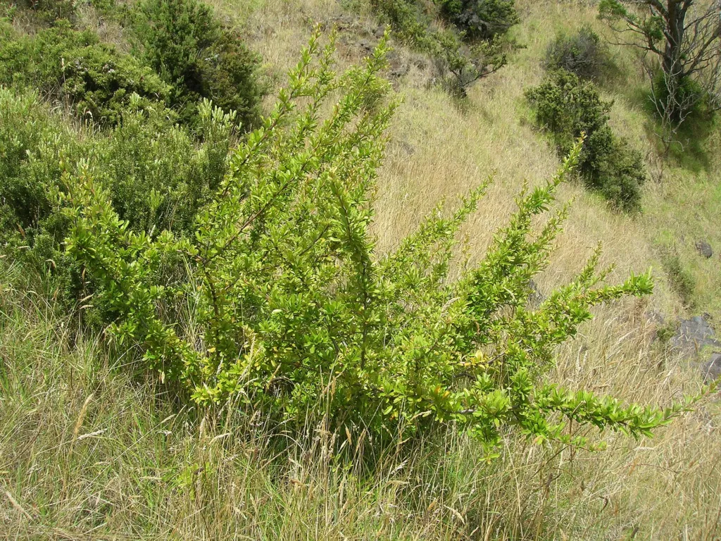 Pyracantha koidzumii – natural growth habit, plant photo