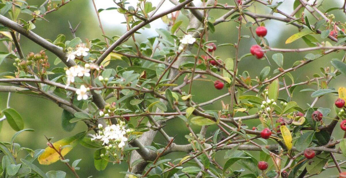 Pyracantha koidzumii – Pflanzenfoto