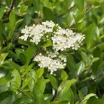 Pyracantha ‘Mohave’ (Pyracantha 'Mohave') – plant photo