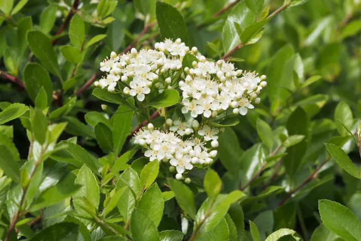 Pyracantha 'Mohave'