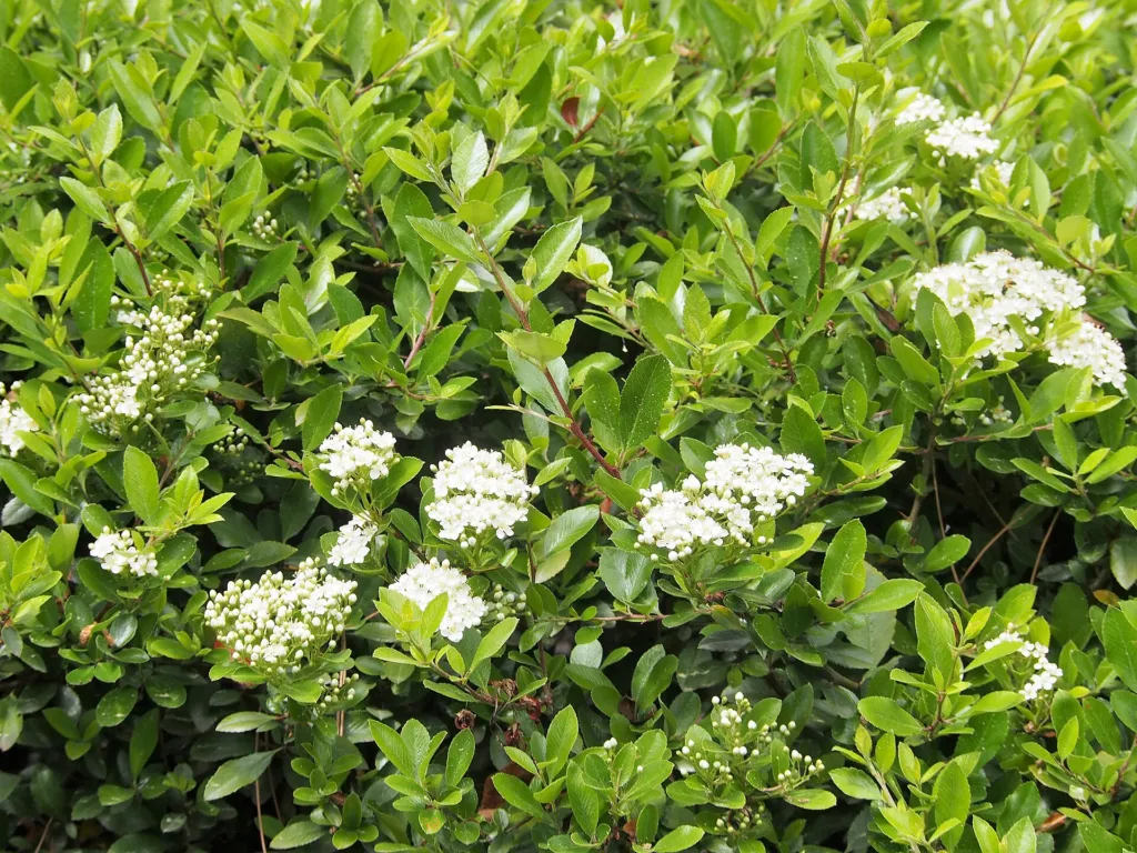 Ognik 'Mohave' (Pyracantha 'Mohave') – in a garden setting, plant photo
