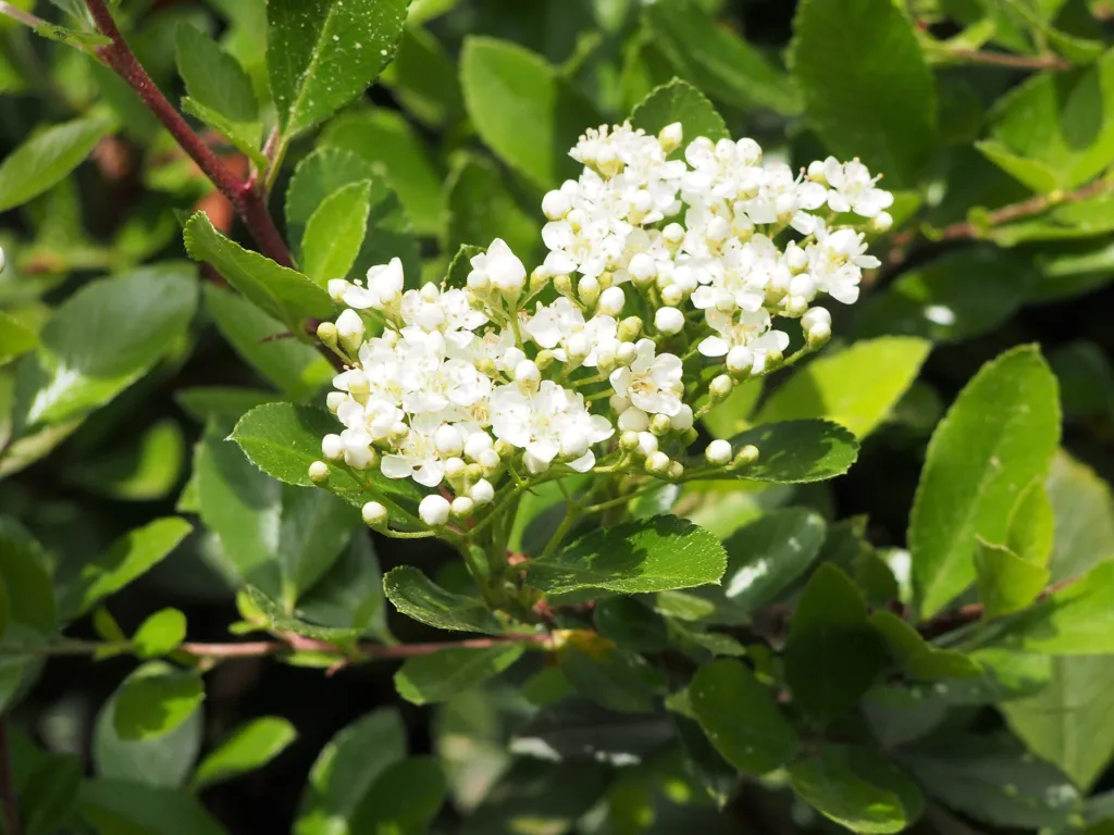 Ognik 'Mohave' (Pyracantha 'Mohave') – in a garden setting, plant photo