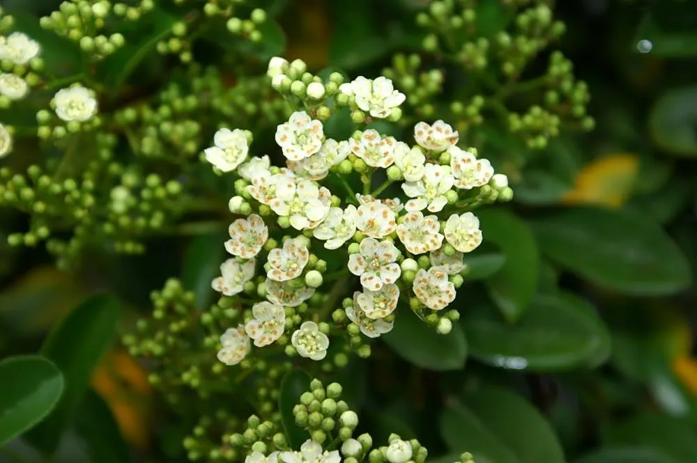 Ognik 'Mohave' (Pyracantha 'Mohave') – characteristic appearance, plant photo