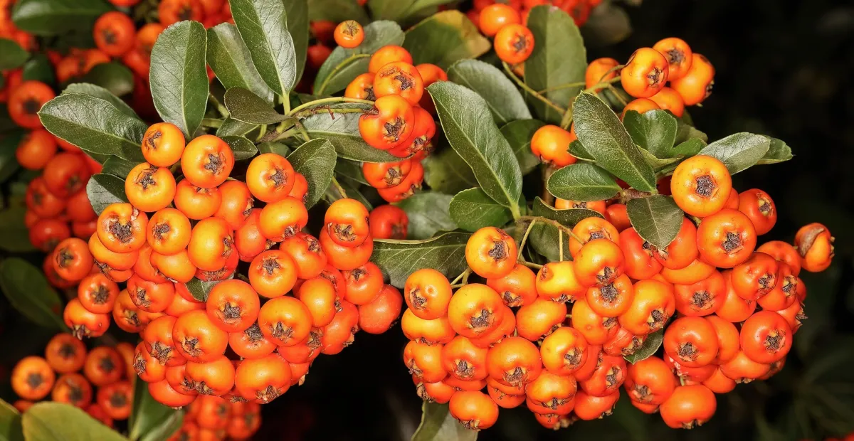 Pyracantha 'Orange Charmer' – plant photo