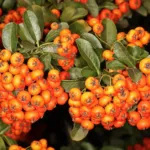 Pyracantha ‘Orange Charmer’ (Pyracantha 'Orange Charmer') – plant photo