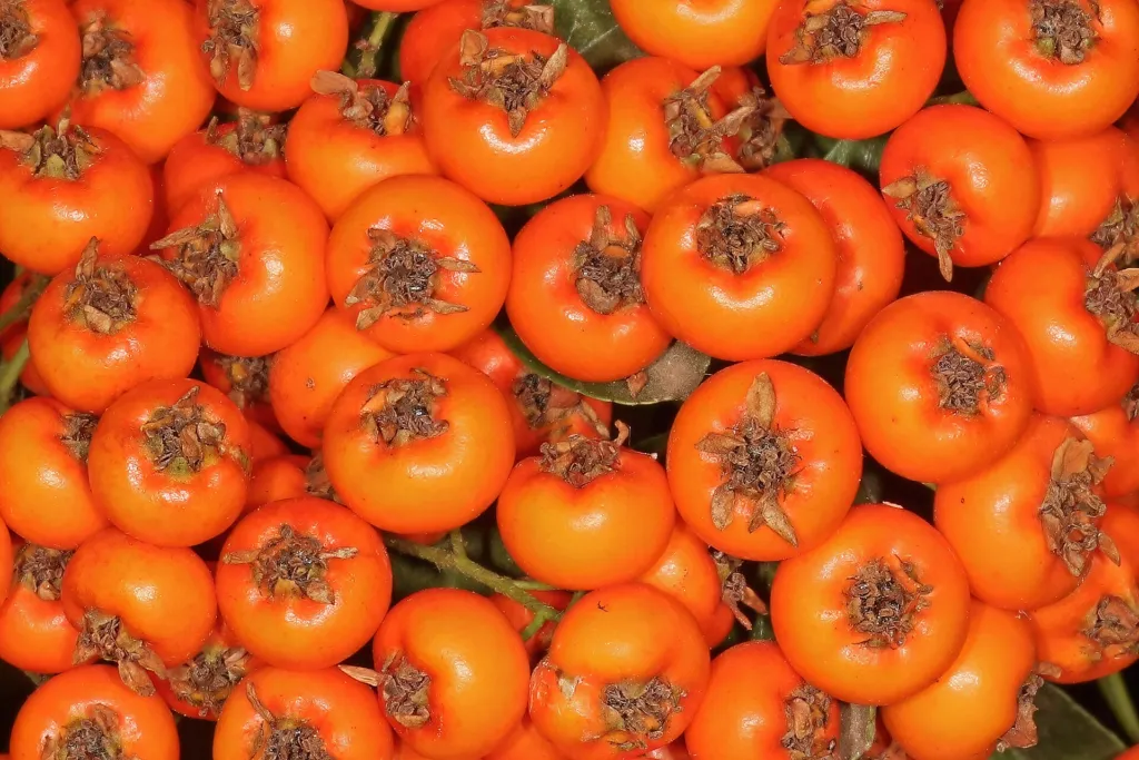 Ognik 'Orange Charmer' (Pyracantha 'Orange Charmer') – fruit in close-up, plant photo