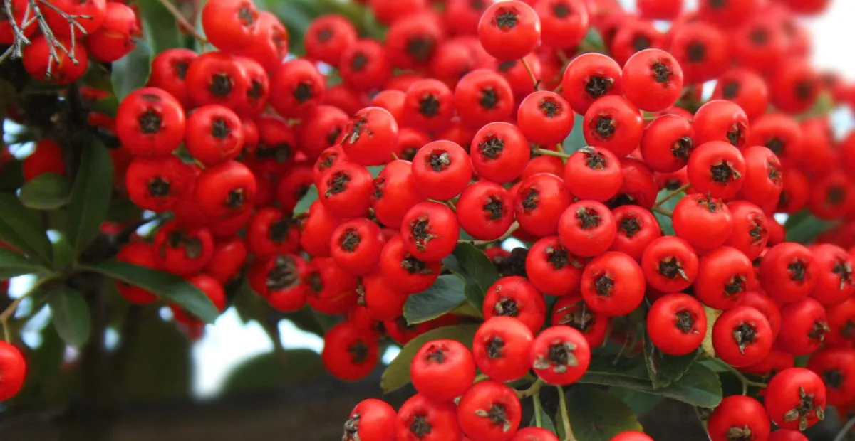 Pyracantha 'Red Column' – plant photo