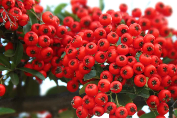 Pyracantha 'Red Column'