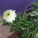 Pyrenäen-Margerite (Leucanthemum maximum) – Pflanzenfoto