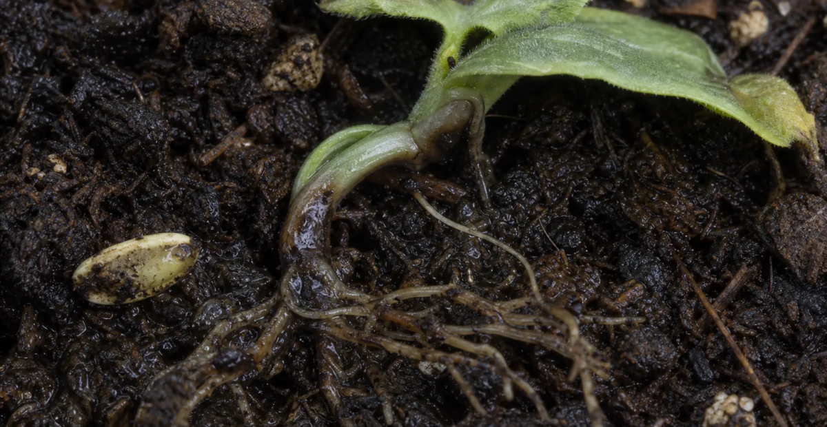 Pythiová hniloba a vädnutie – Pythium aphanidermatum
