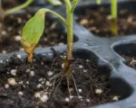 Pythium damping-off and root rot