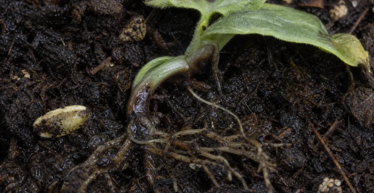 Pythium damping-off, root rot and blight