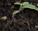 Pythium damping-off, root rot and blight