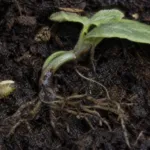 Pythium damping-off, root rot and blight
