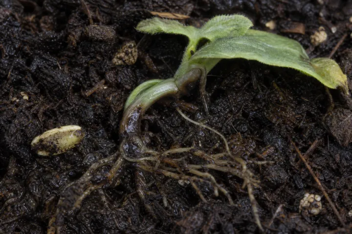 Pythium damping-off, root rot and blight