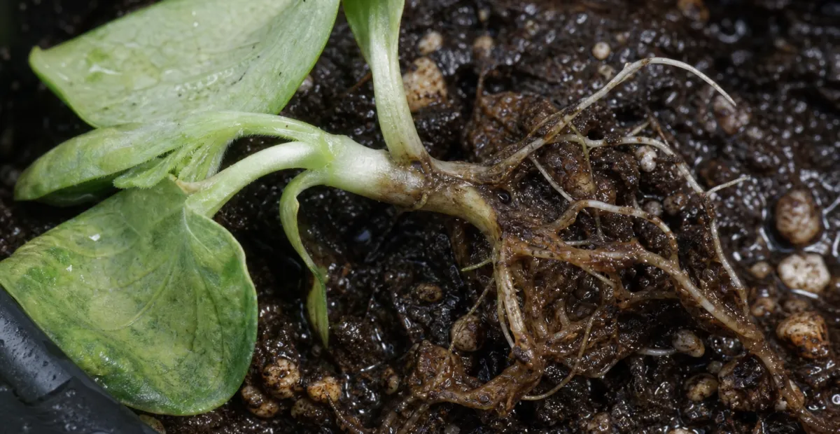 Pythium ultimum Damping-Off and Root Rot