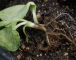 Pythium ultimum Damping-Off and Root Rot
