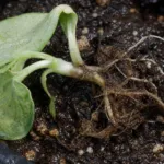 Pythium ultimum Damping-Off and Root Rot