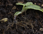 Pythium-Wurzel- und Stängelgrundfäule