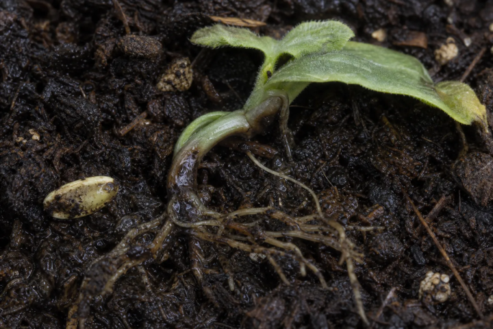 Pythium-Wurzel- und Stängelgrundfäule