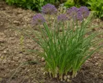 Rakkyo (Allium chinense) care guide