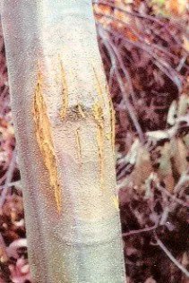 Rakovina kôry gaštanovníka