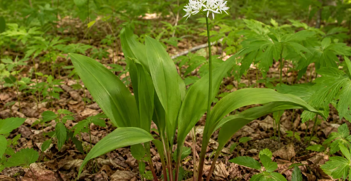 Ramp (Allium tricoccum) – plant photo