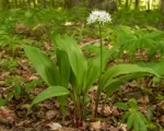 Ramp (Allium tricoccum) care guide