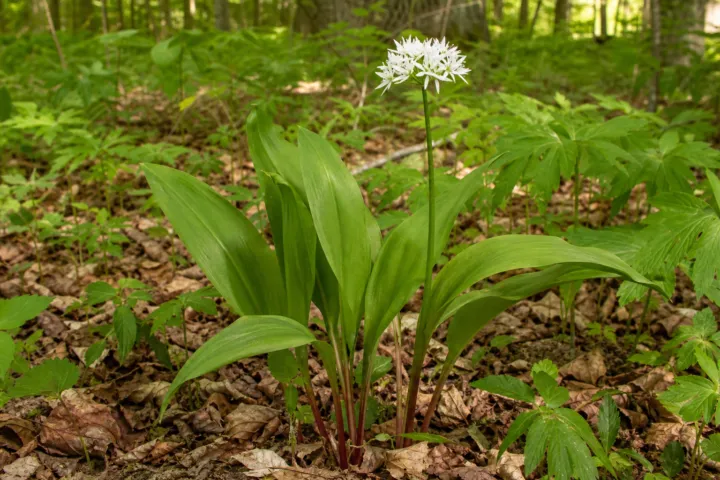 Allium tricoccum