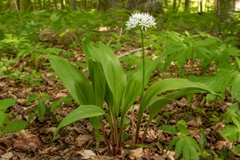 Allium tricoccum