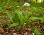 Ramps (Allium tricoccum) – Pflege