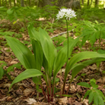 ramps (Allium tricoccum) – Pflanzenfoto