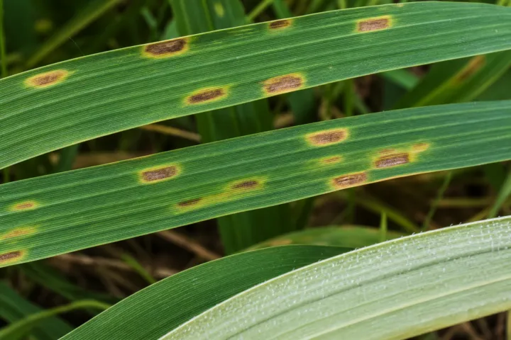 Ramularia leaf spot of barley