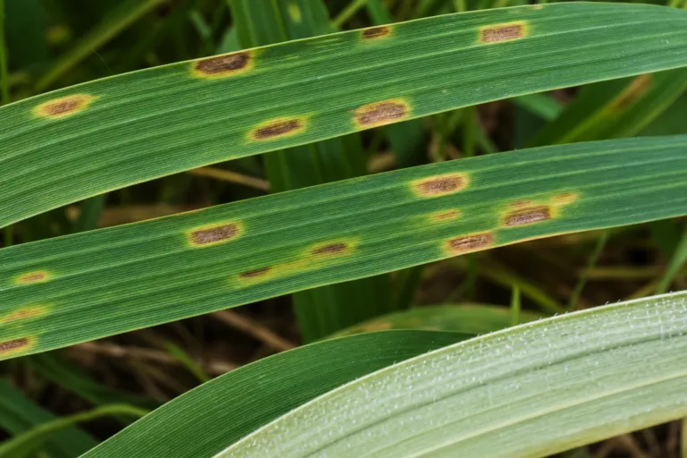 Ramularia leaf spot of barley – diagnostic photo
