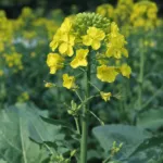 rapeseed (Brassica napus) – plant photo