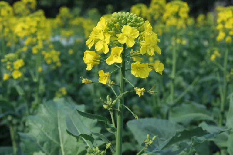 Brassica napus