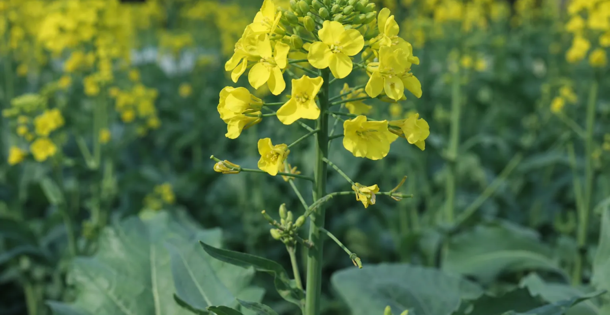 Raps (Brassica napus) – Pflanzenfoto