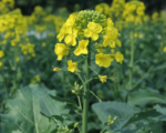Raps (Brassica napus) – Pflege