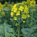Raps (Brassica napus) – Pflanzenfoto
